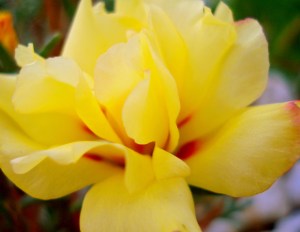 flickr.com/ photos /sicilianitaliano/3281602519