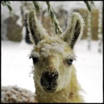 flickr.com /photos /cuppini/ 11139007263