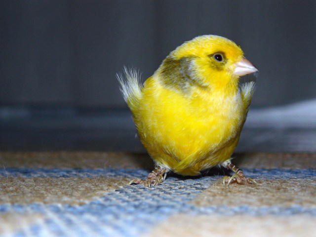 canary